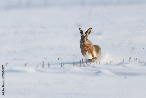 Black-tailed Jackrabbit running in the snow field . photo