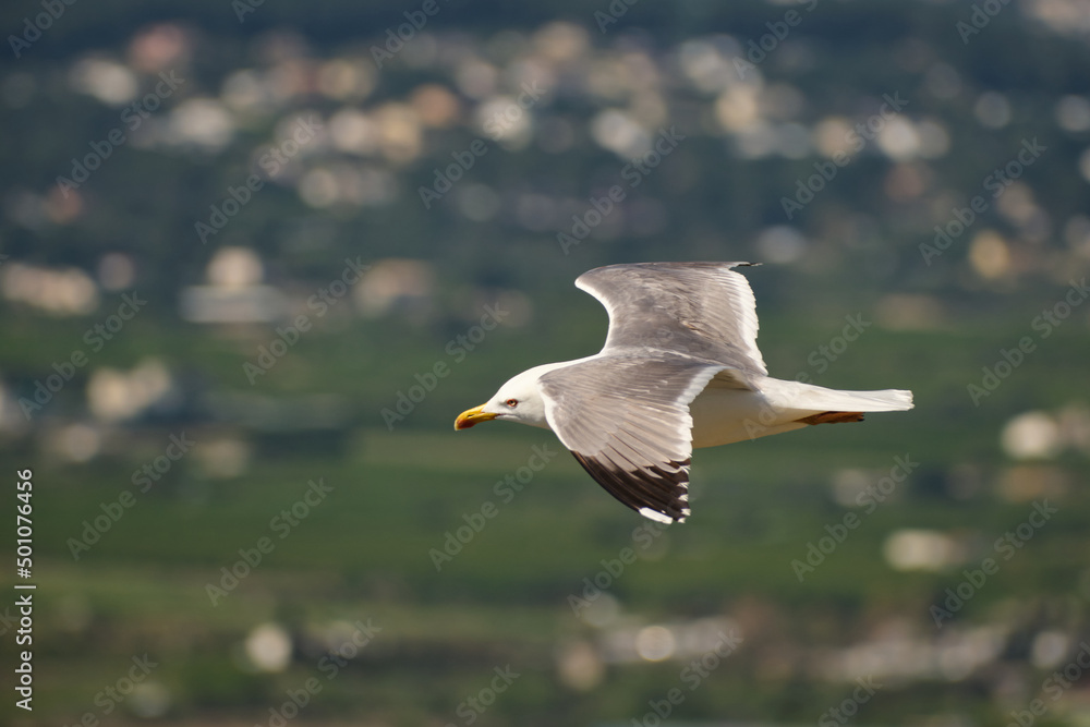 Fototapeta premium seagull flying over the sea