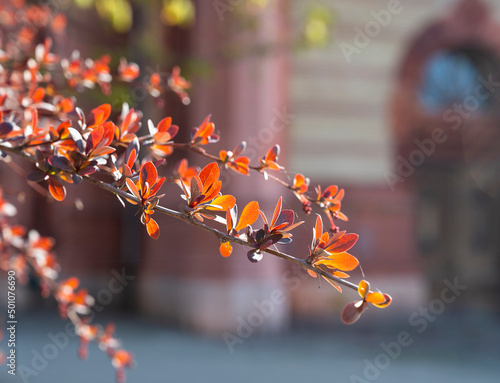 Branch of barberry bush with red leaves