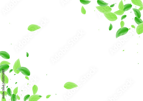 Green Leaf Background White Vector. Foliage Concept Card. Blend Texture. Greenish Clean Frame. Sheet Selective.
