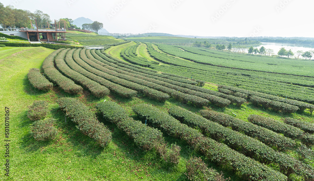 tea plantation singha park, chaing rai, thailand