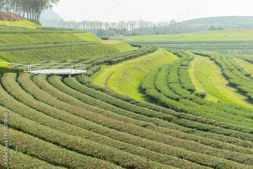 tea plantation, singha park, chiang rai, thailand