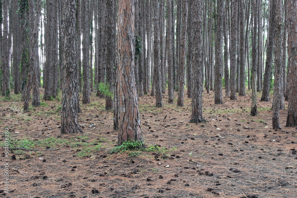 Fototapeta premium Close up of some pine trees on a plantation, Gold Coast, Australia