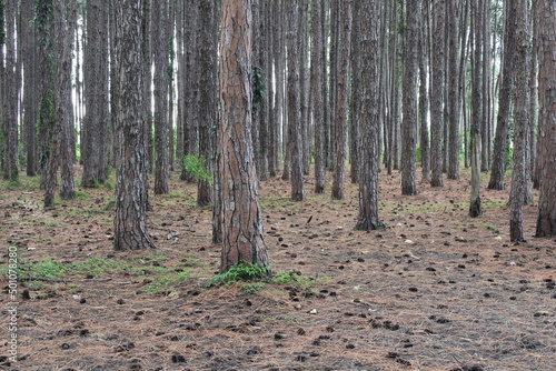 Fototapeta Naklejka Na Ścianę i Meble -  Close up of some pine trees on a plantation, Gold Coast, Australia