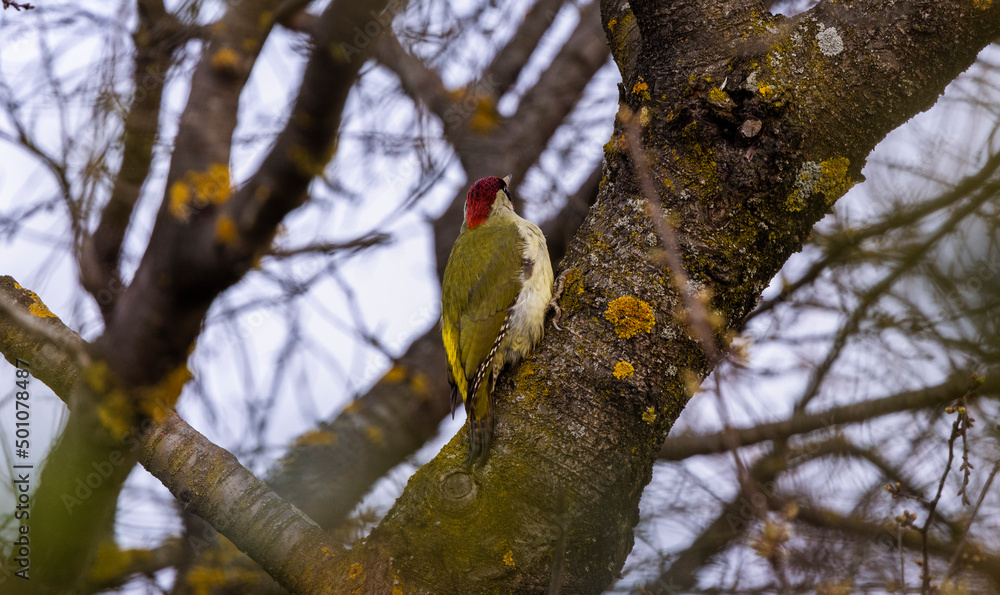 a green woodpecker (Picus Viridis) perched high on the side of a tree a green woodpecker (Picus Viridis) perched high on the side of a tree