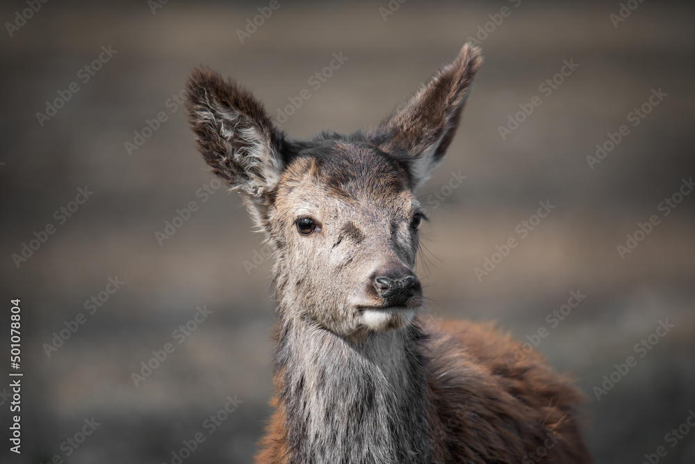 portrait of a young red deer calf