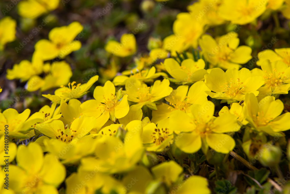 Tiny flowers of Potentilla arenaria on a xerotherm meadow. Wild yellow flowers growing on sand soil Tiny flowers of Potentilla arenaria on a xerotherm meadow. Wild yellow flowers growing on sand soil