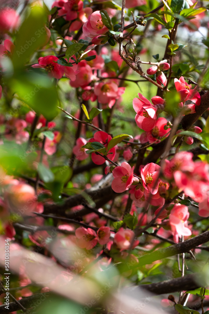 Japanese quince red flowers, blooming in spring