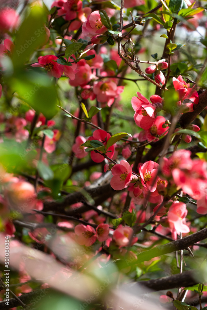 Japanese quince red flowers, blooming in spring Japanese quince red flowers, blooming in spring