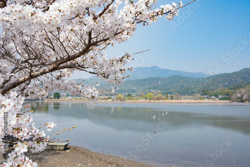 京都広沢池の桜