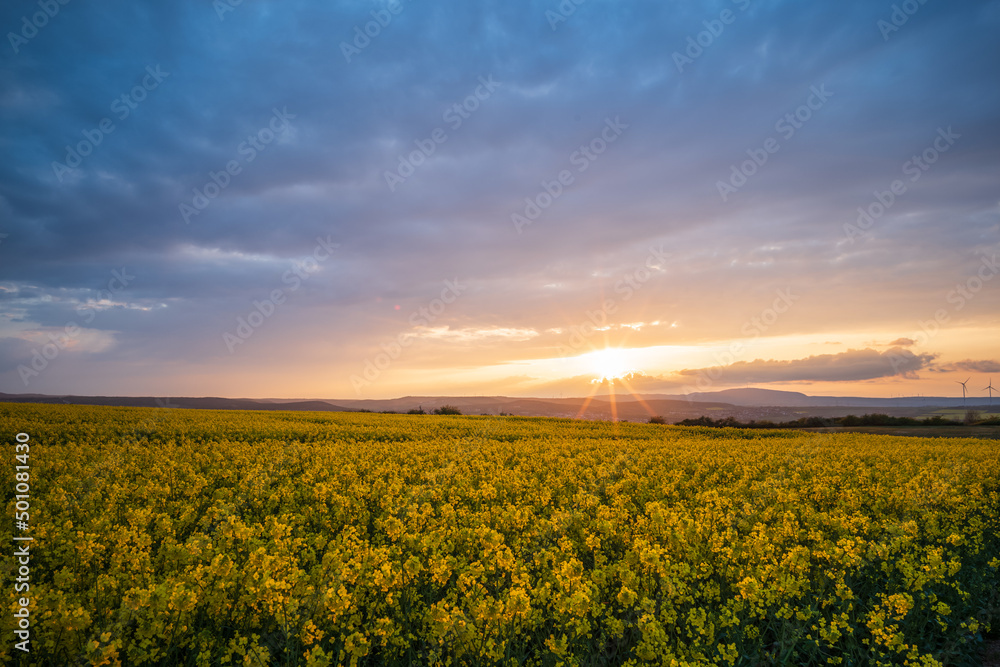 sunset over field