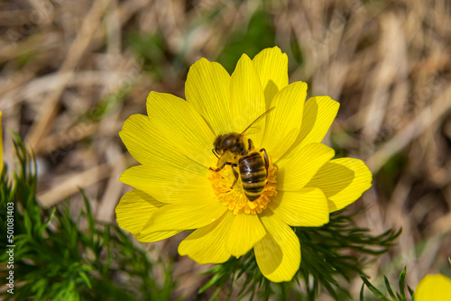 Honey bee on blooming adonis flower, Spring background, honey bee pollinating wild yellow flower