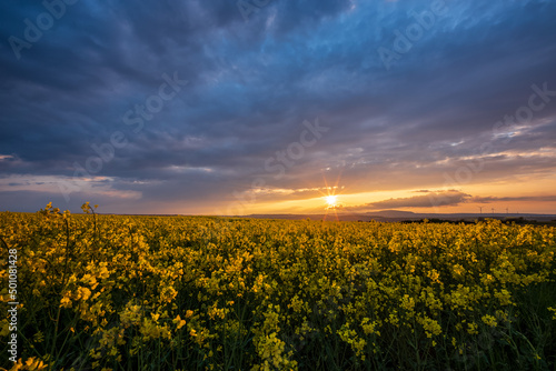 sunset over field