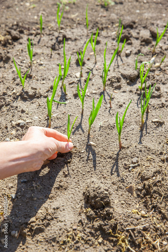 Eine Frau setzt im Frühling Zwiebeln ein