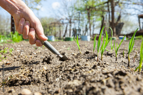 Eine Frau setzt im Frühling Zwiebeln ein