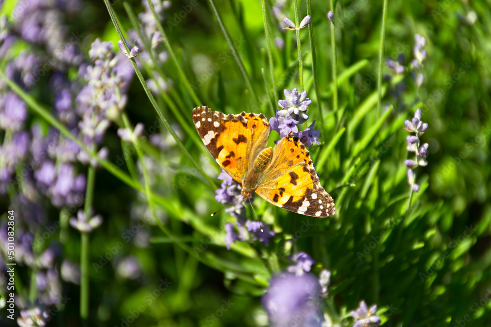 Butterfly Vanessa is orange on a purple lavender flower in the sunlight. Macrophotography of wildlife. The butterfly pollinates flowers in the garden. Bright summer colorful background. Top view Butterfly Vanessa is orange on a purple lavender flower in the sunlight. Macrophotography of wildlife. The butterfly pollinates flowers in the garden. Bright summer colorful background. Top view