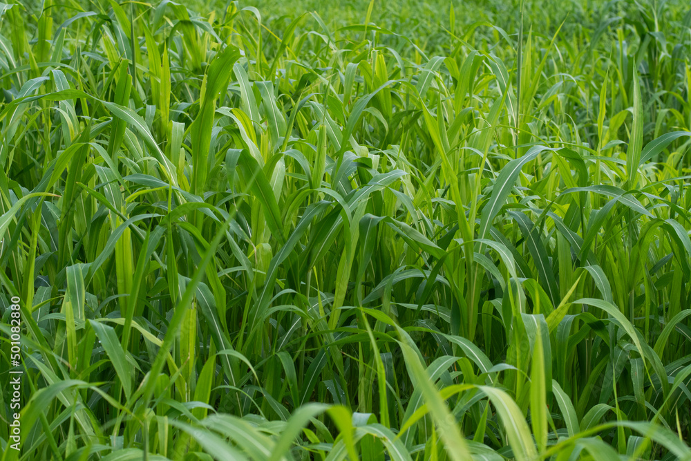 corn plant animal feed agricultural farm no chemicals corn plant animal feed agricultural farm no chemicals