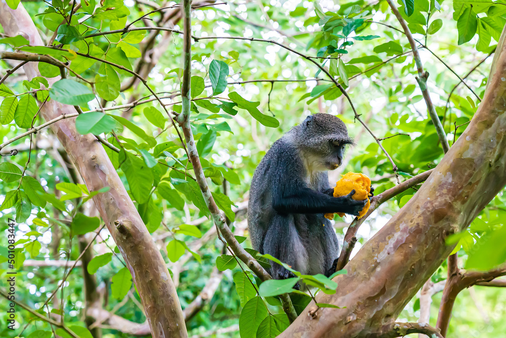 Monkey sitting on a branch eating a mango in forest. Zanzibar, Tanzania