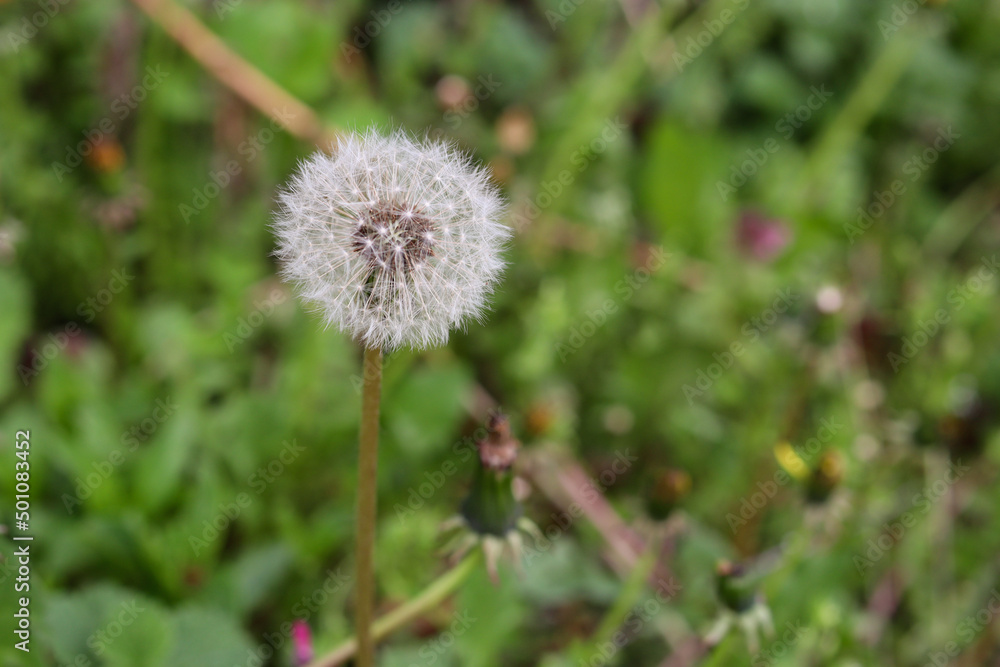 White fluffy dry dandelion flower in the meadow on a sunny spring day. Natural background concept White fluffy dry dandelion flower in the meadow on a sunny spring day. Natural background concept