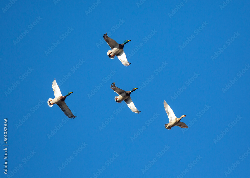 Obraz premium Group of mallard ducks flying against a blue sky. Migratory birds or hunting season concept image.