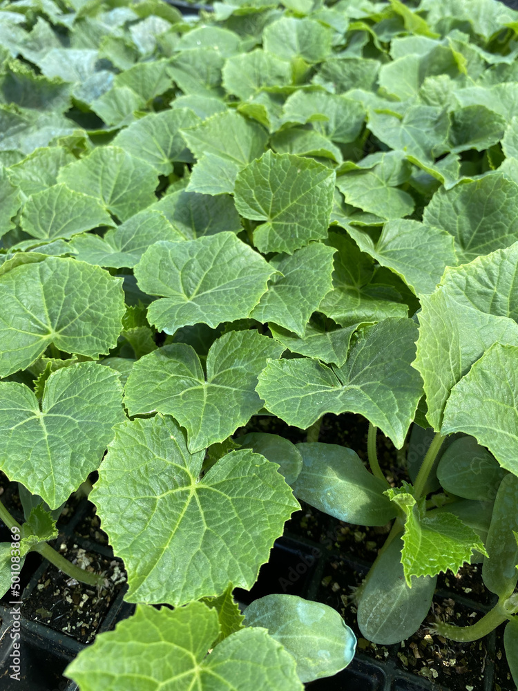 Green Cucumber seedling on tray. Growing cucumber seedlings. Many cucucumber seedling plants in a greenhouse. Green Cucumber seedling on tray. Growing cucumber seedlings. Many cucucumber seedling plants in a greenhouse.