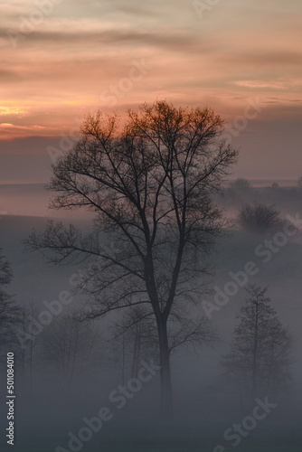 Tree in fog....
