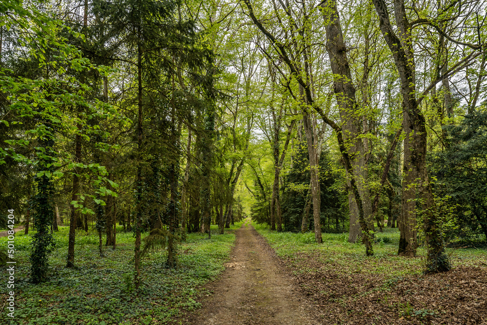 Footpath in the forest, green leaves and trees Footpath in the forest, green leaves and trees