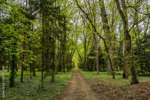 Footpath in the forest, green leaves and trees 