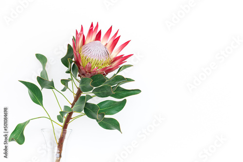Beautiful protea flower on a white background isolated. photo