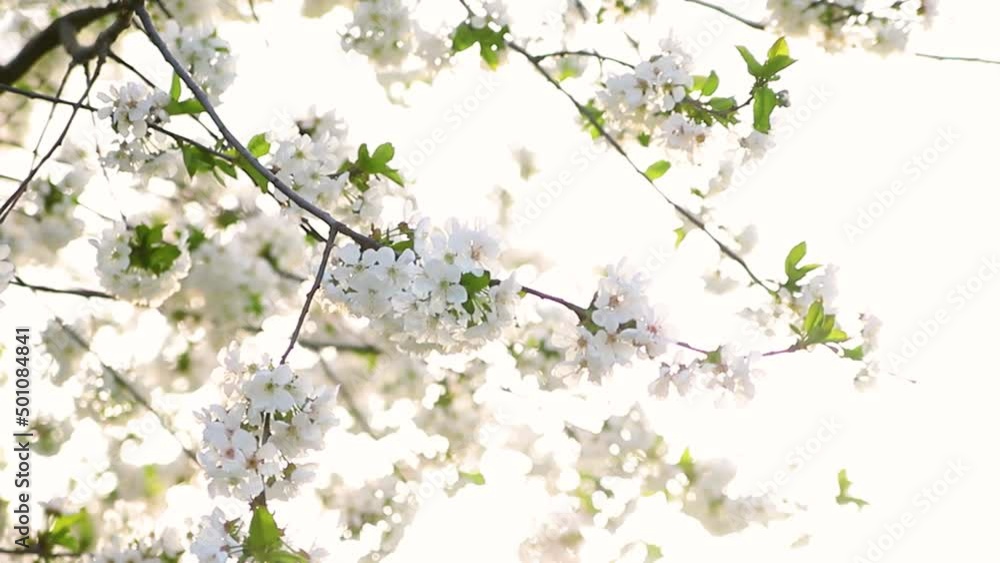 Selective focus of beautiful branches of white cherry blossoms on a tree under a blue sky, Beautiful cherry blossoms during the spring season in the park. Selective focus of beautiful branches of white cherry blossoms on a tree under a blue sky, Beautiful cherry blossoms during the spring season in the park.