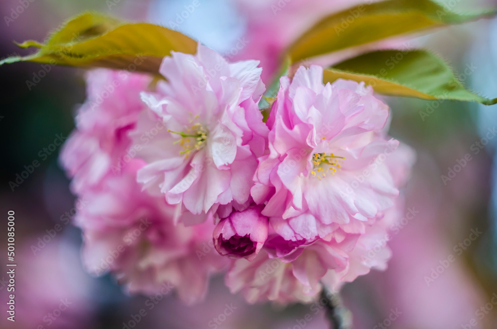 Beautiful flowers on a tree branch. Spring Background. Blossom tree. Spring flowering. Beautiful flowers on a tree branch. Spring Background. Blossom tree. Spring flowering.
