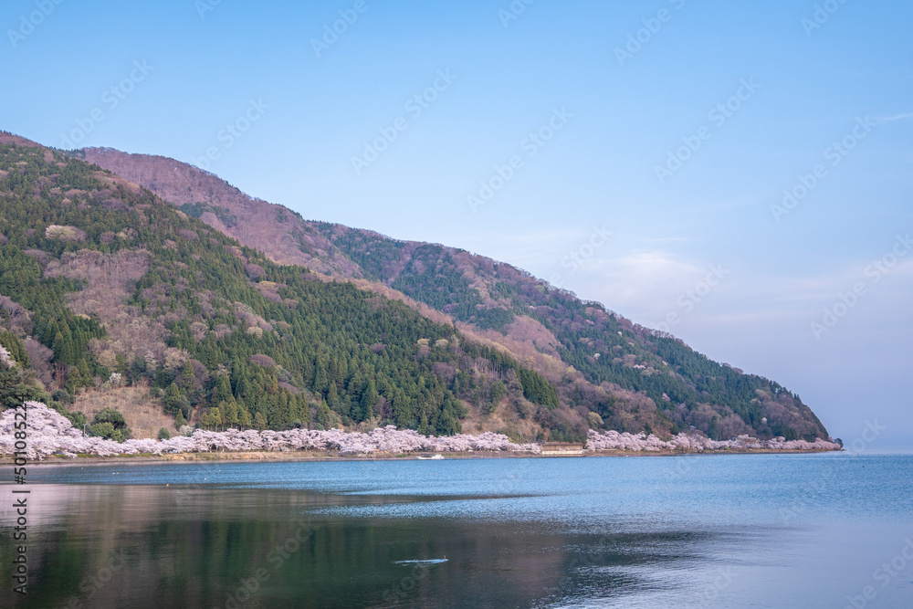 海津大崎の桜