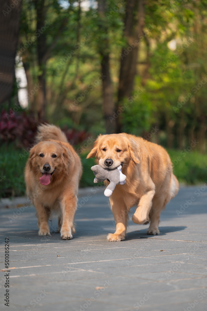 Two golden retrievers play in the park