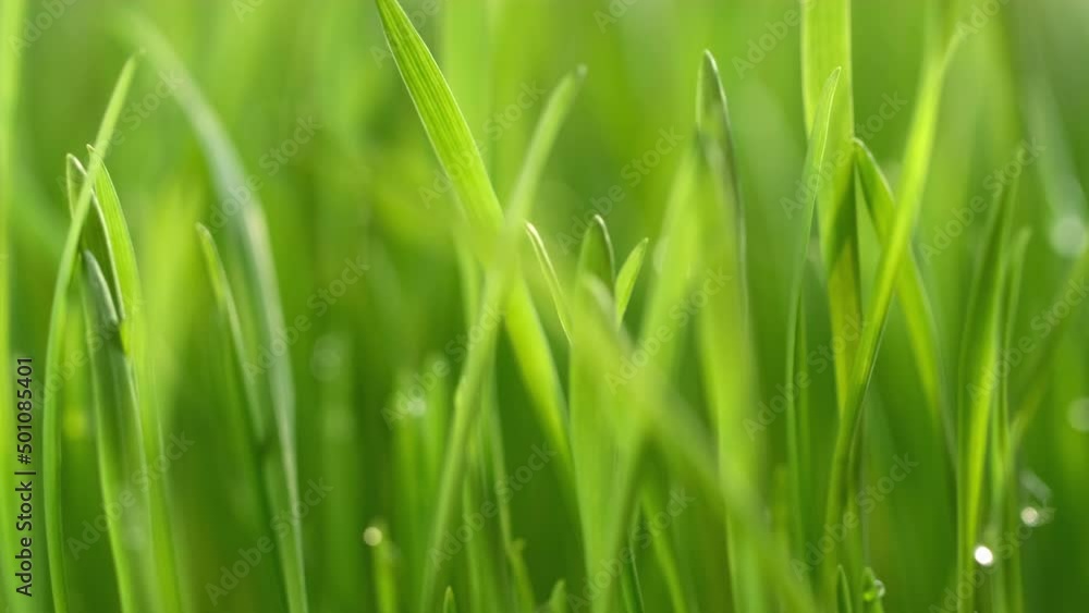 fresh morning water dew drops on vibrant green grass lit by the sun close up slow motion fresh morning water dew drops on vibrant green grass lit by the sun close up slow motion