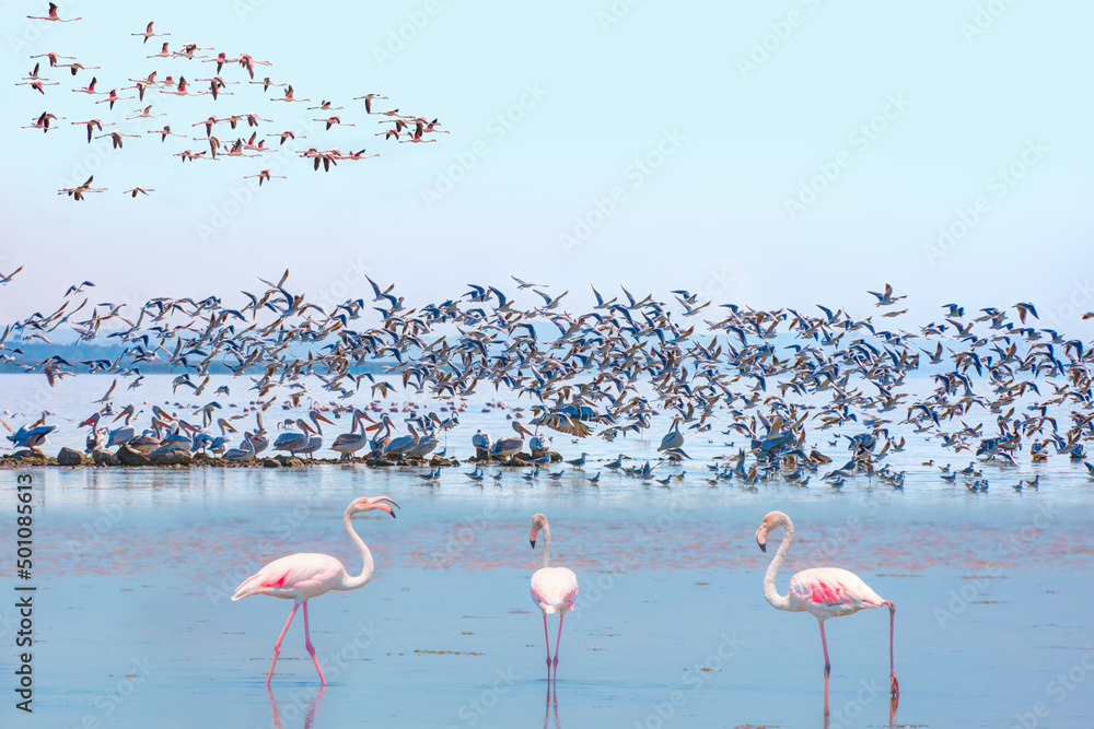 Manyas Bird Paradise National Park - Balikesir, Turkey Stock Photo | Adobe  Stock