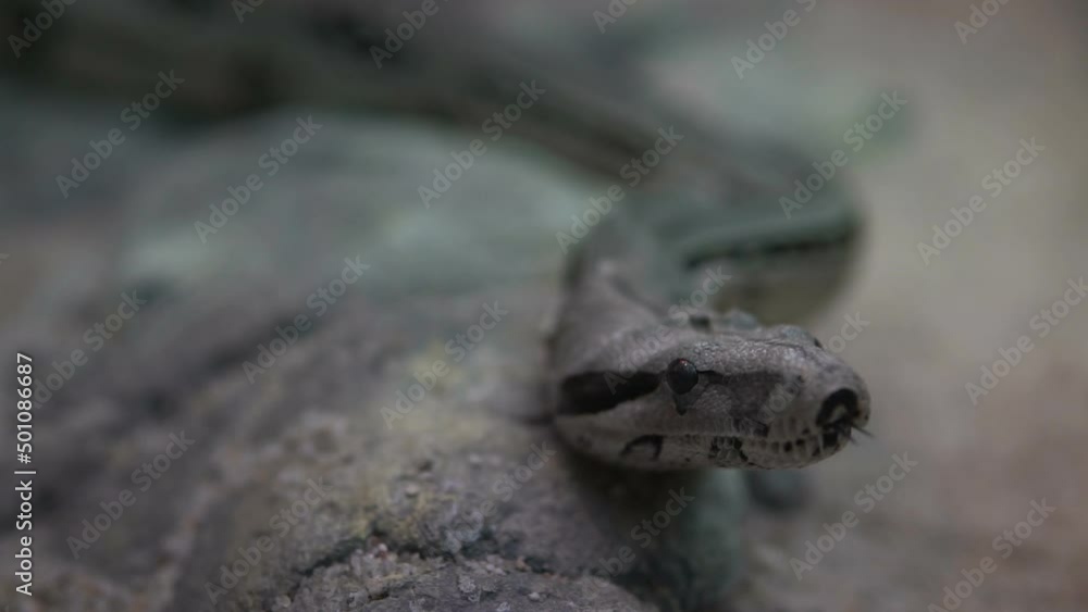 Pythons are a family of non-venomous snakes found in rainforests ...