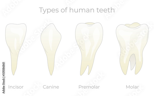 Teeth types vector illustration. Various healthy human tooth collection. Anatomical incisor, canine, premolar and molar visual shape differences photo