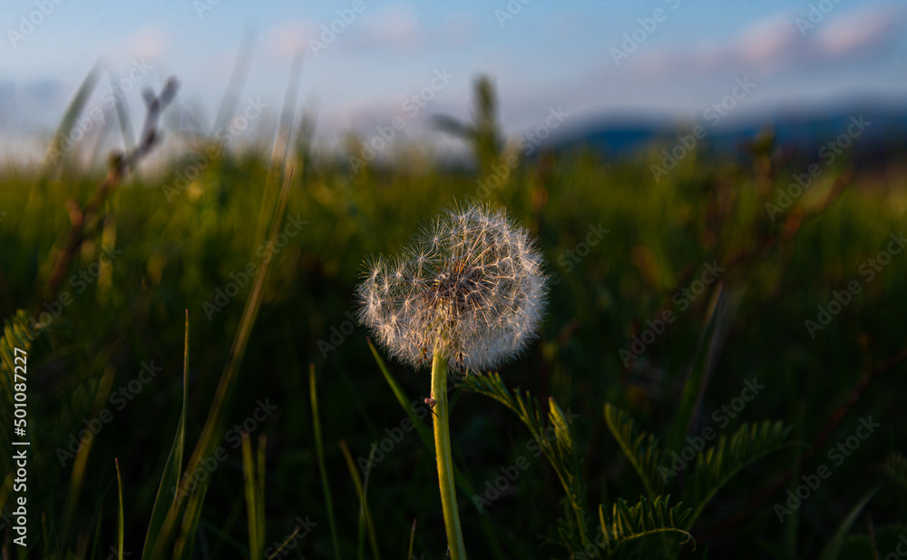 dandelion wild flower in nature