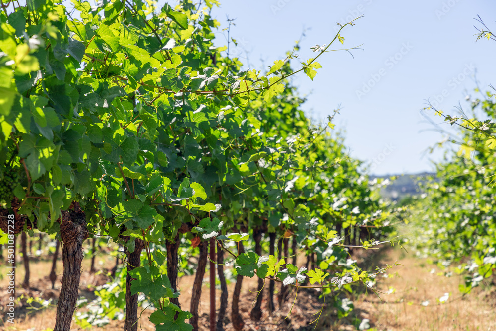 Low vineyard bushes with lush green foliage, young clusters of small grapes and vigorous shoots stretching towards sun on yellow soil of Provence, Vaucluse, France