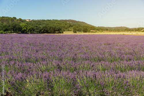 Fields of mounds of young pale purple lavender, green stems, behind them yellow grass scorched by Provencal sun. Provence, France
