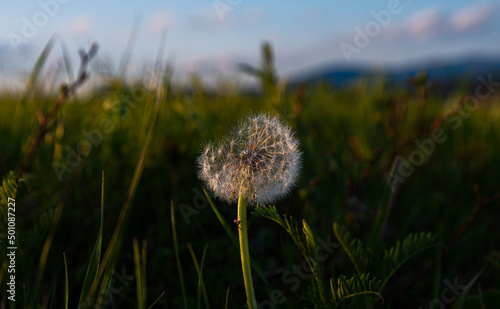 dandelion wild flower in nature