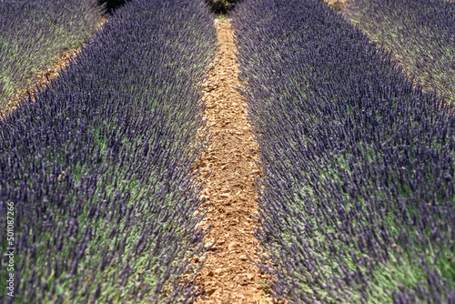 Yellow dry 30cm wide gravel path separating two rows of lavender bushes in plantation, Vaucluse, Provence, France photo