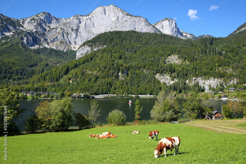 The Eastern part of Grundlsee lake with cows grazing in the foreground and the Reichenstein mountain in the background, Salzkammergut, Styria, Austria, Europe