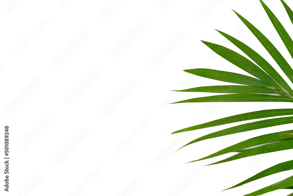 Houseplant small green palm tree (Chamaedorea Hyophorbeae Hamedorea Bridble), Large indoor palm plant in room.