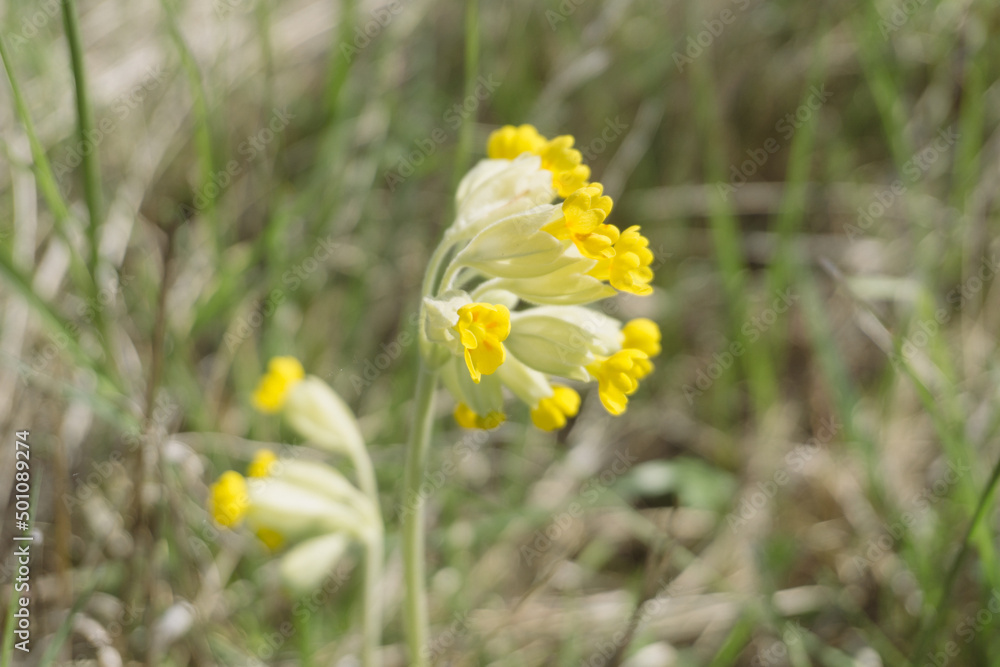 Idyllic and sunny day in Oderbruch, Brandenburg, Germany