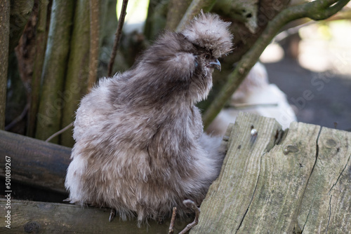 squirrel in the forest