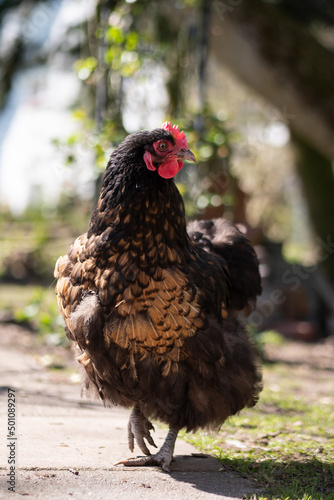 free range chicken