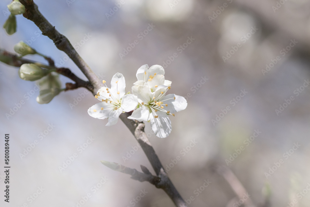 blooming tree