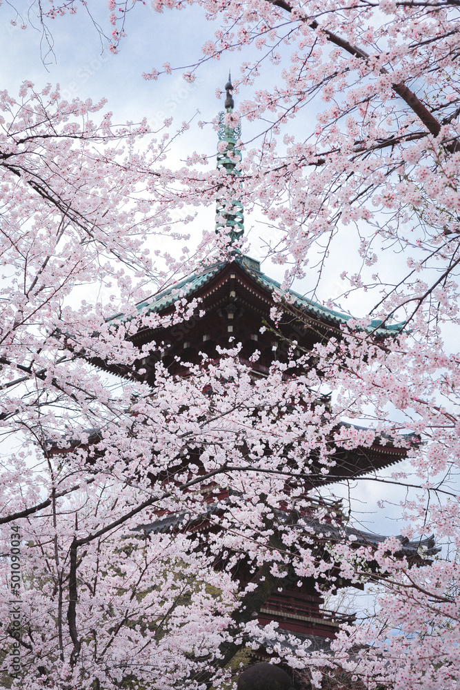日本の桜の景色