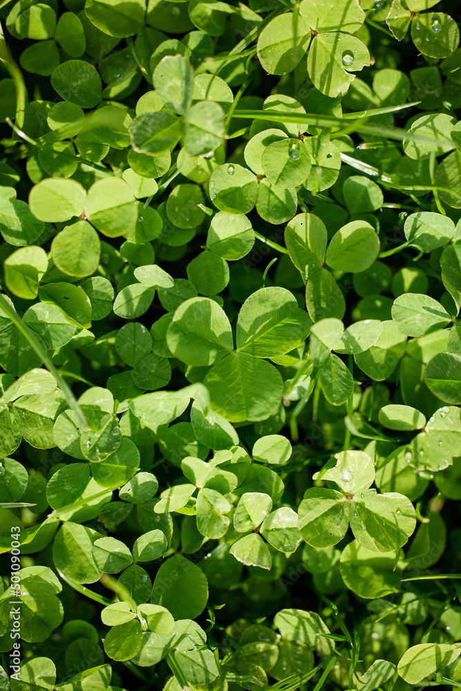 close up with clover in spring day close up with clover in spring day
